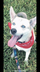 Reunited Male Dog last seen Caracara ave, North Weeki Wachee, FL 34613
