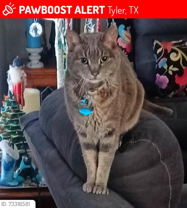 Lost Male Cat last seen Hollytree and Creekside Cir, Tyler. 75703, Tyler, TX 75703