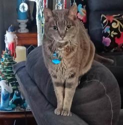 Lost Male Cat last seen Hollytree and Creekside Cir, Tyler. 75703, Tyler, TX 75703