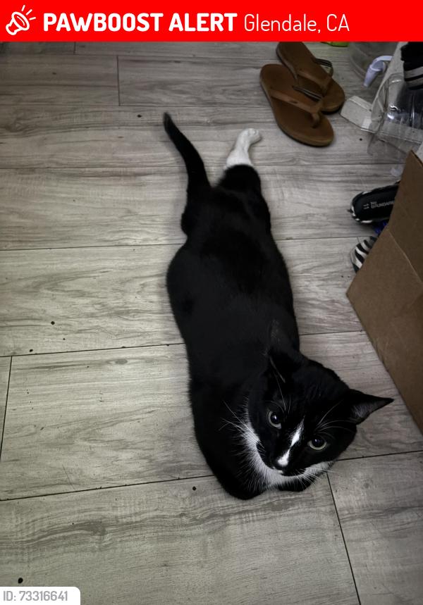 Lost Male Cat last seen Boston ave., Glendale, CA 91214