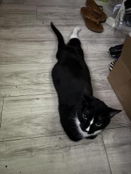 Lost Male Cat last seen Boston ave., Glendale, CA 91214