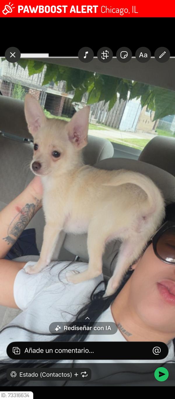 Lost Male Dog last seen Está cerca dunkin donuts también el departamento de bomberos en toda una esquina de mi casa, Chicago, IL 60617