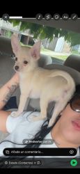 Lost Male Dog last seen Está cerca dunkin donuts también el departamento de bomberos en toda una esquina de mi casa, Chicago, IL 60617