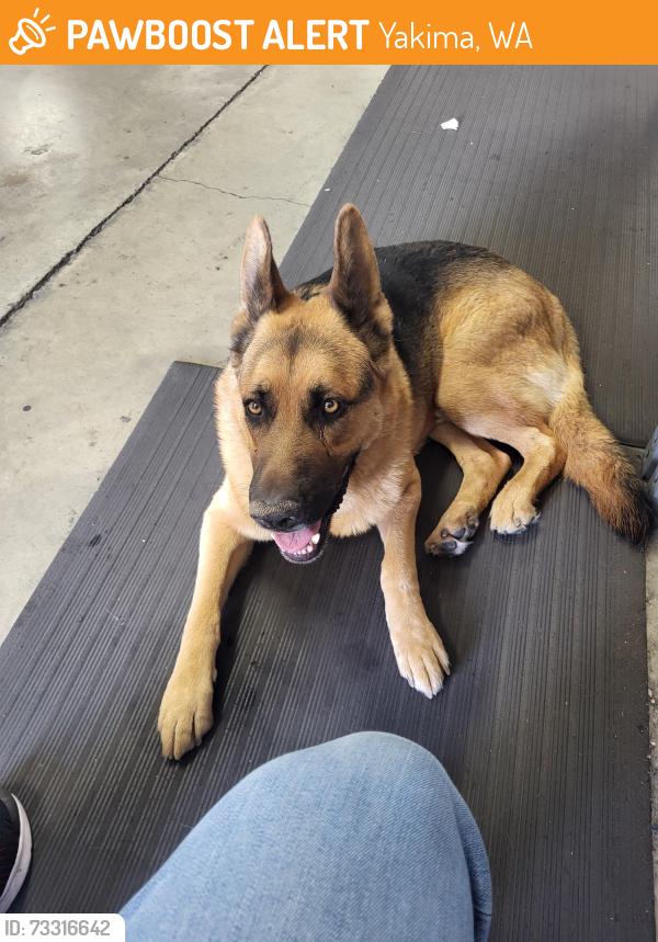 Found/Stray Male Dog last seen Near Hoops, Yakima, WA 98902