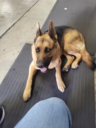 Found/Stray Male Dog last seen Near Hoops, Yakima, WA 98902