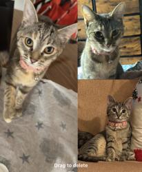 Lost Female Cat last seen I-69, Evansville, IN 47715