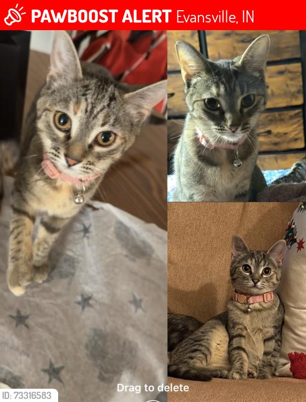 Lost Female Cat last seen I-69, Evansville, IN 47715