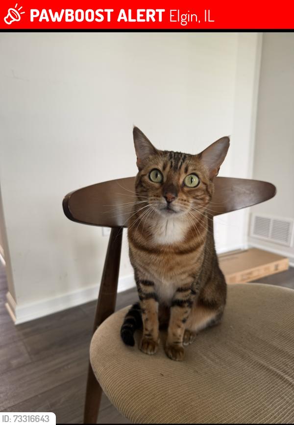 Lost Female Cat last seen Harborside Way,Elgin 60124, Elgin, IL 60124