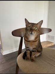 Lost Female Cat last seen Harborside Way,Elgin 60124, Elgin, IL 60124