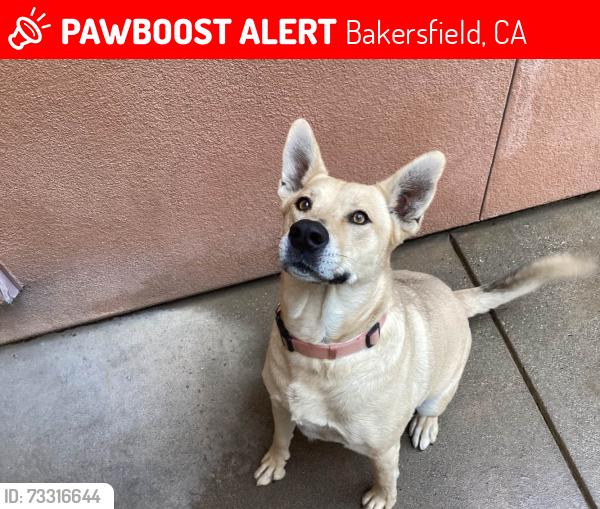 Lost Male Dog last seen March Meadows, Bakersfield, CA 93313