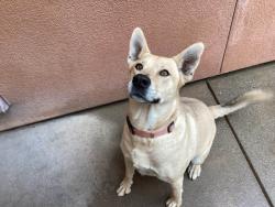 Lost Male Dog last seen March Meadows, Bakersfield, CA 93313