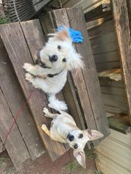 Lost Male Dog last seen Foodlion, Fort Mill, SC 29715