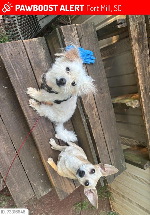 Lost Male Dog last seen Foodlion, Fort Mill, SC 29715