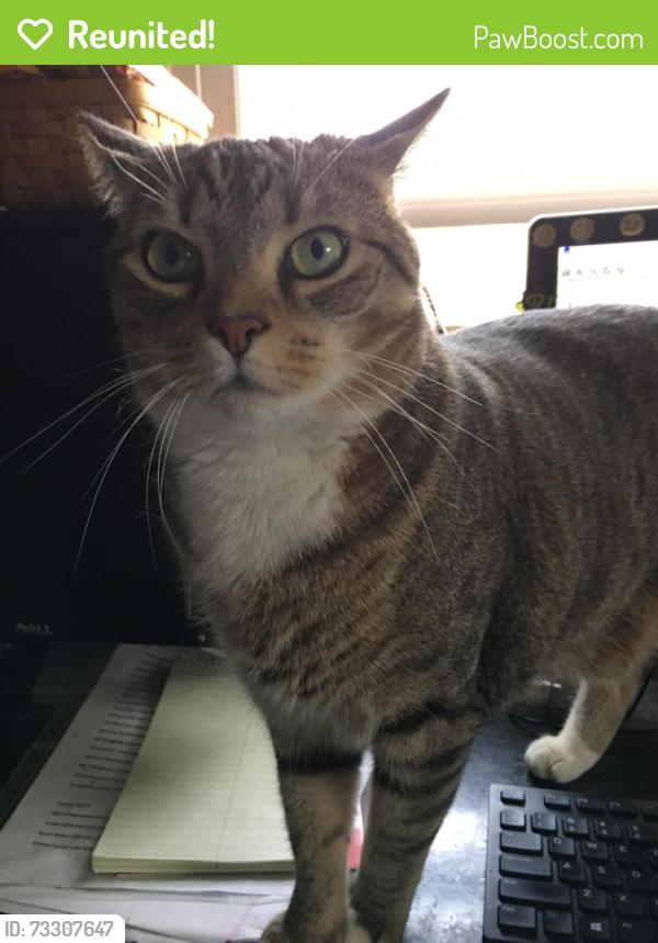 Reunited Male Cat last seen Richard Drive, Parma, OH 44130
