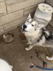 Reunited Female Dog last seen bradford rd, Avon, IN 46123