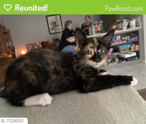 Reunited Female Cat last seen Near Driftwood Dr, Madera, CA 93637, USA, Madera, CA 93637