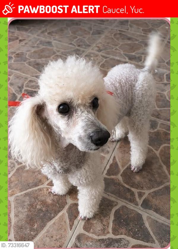 Lost Female Dog last seen Herradura II, Caucel, Yuc. 97314