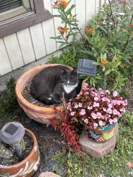Reunited Male Cat last seen S Vicentia Ave and Montoya, Corona, CA 92882