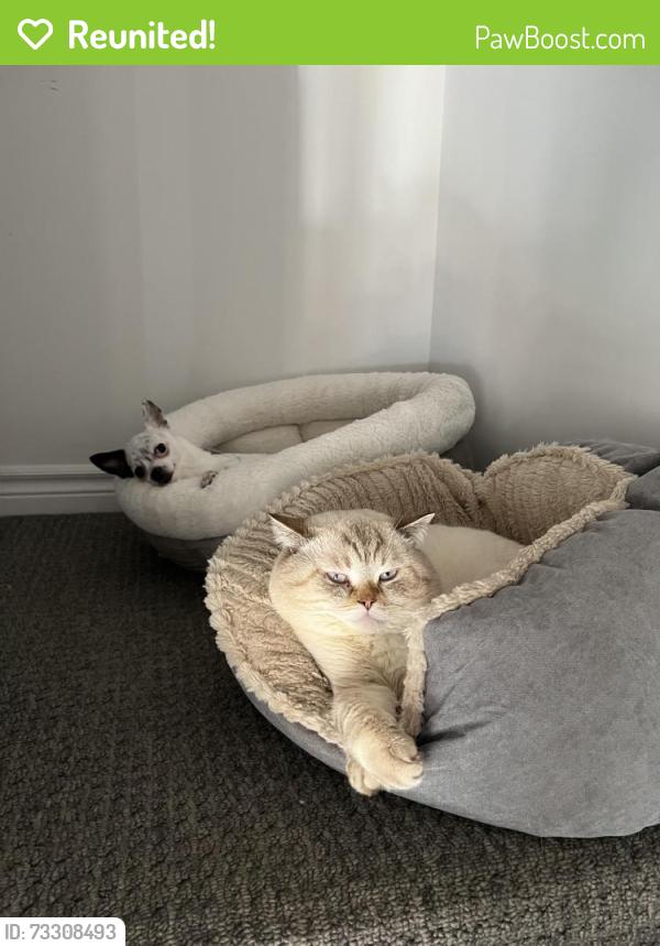 Reunited Male Cat last seen Near Blackburn Dr, Brant, ON 