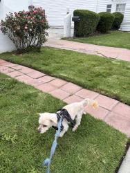 Reunited Male Dog last seen Acacia Avenue San Bruno, San Bruno, CA 94066