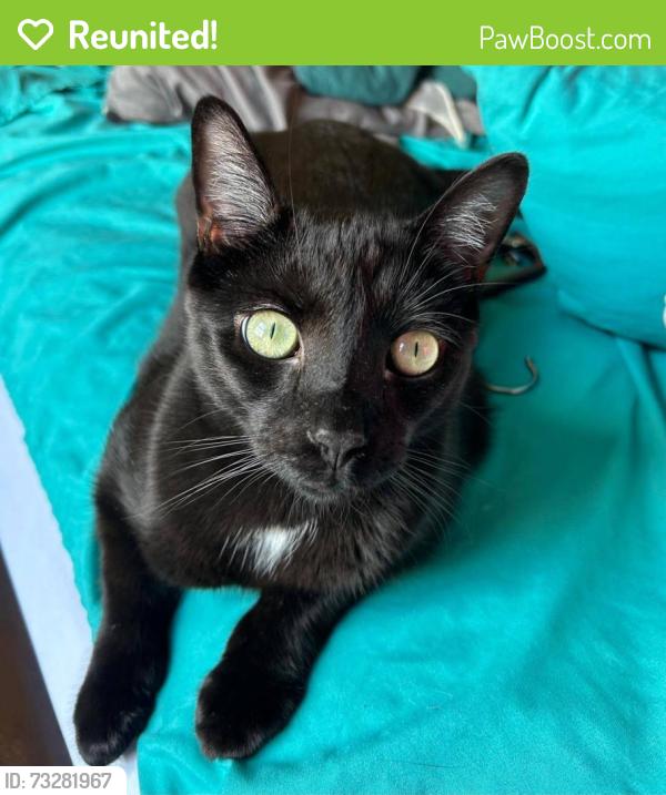 Reunited Male Cat last seen Near Nottingham Dr, Churchill, PA 15235