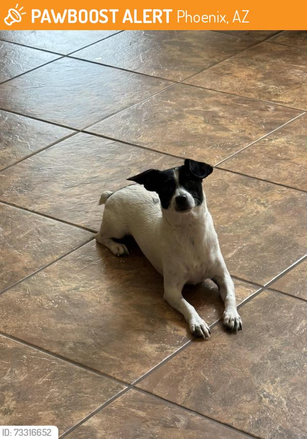 Found/Stray Female Dog last seen 16th street & E Waltann lane, Phoenix, AZ 85022
