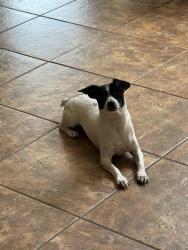 Found/Stray Female Dog last seen 16th street & E Waltann lane, Phoenix, AZ 85022