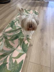 Lost Female Dog last seen Althea, Mission Viejo, CA 92691