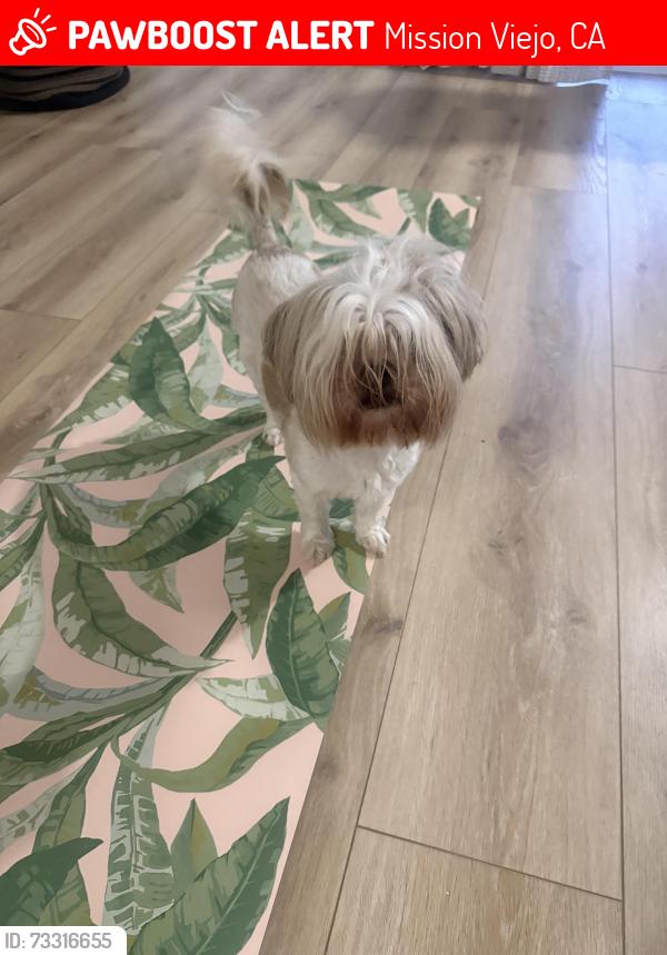 Lost Female Dog last seen Althea, Mission Viejo, CA 92691