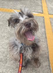 Lost Male Dog last seen Woodway Neighborhood, Victoria, TX 77904