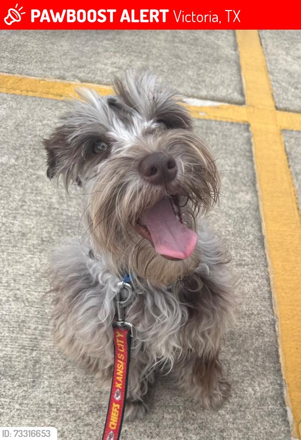 Lost Male Dog last seen Woodway Neighborhood, Victoria, TX 77904