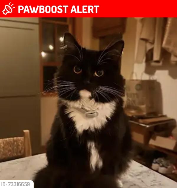 Lost Female Cat last seen East Brow & Sunset Road, Lookout Mountain, TN 37350