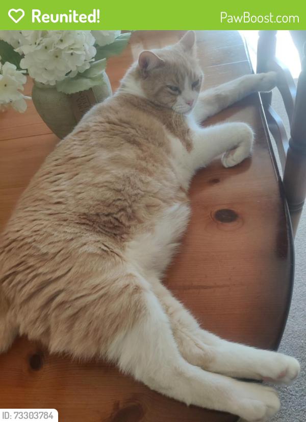 Reunited Male Cat last seen Nr leagrave Luton, Luton, England LU4 0XQ