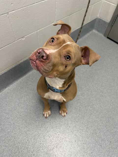 Shelter Stray Female Dog last seen Near, 2600 S Harding St, Indianapolis, IN 46221, USA