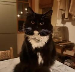 Lost Female Cat last seen East Brow & Sunset Road, Lookout Mountain, TN 37350