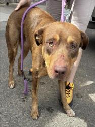 Shelter Stray Male Dog last seen N 75TH AVE AND W CHEERY LYNN RD, 2500 S 27th Ave, Phoenix, AZ 85009, USA