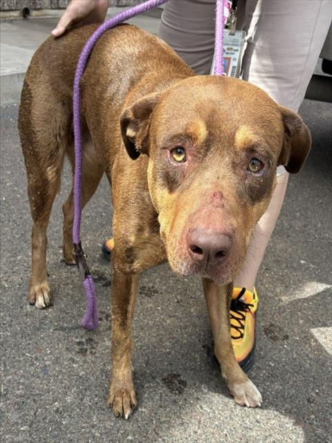 Shelter Stray Male Dog last seen N 75TH AVE AND W CHEERY LYNN RD, 2500 S 27th Ave, Phoenix, AZ 85009, USA