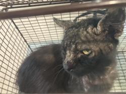 Shelter Stray Male Cat last seen Near BLOCK ORANGE AVE, LB CA 90805, 7700 E Spring St, Long Beach, CA 90815, USA