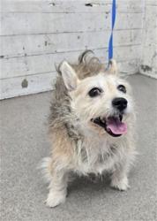Shelter Stray Female Dog last seen SLOVER AND CITRUS, 333 Chandler Pl, San Bernardino, CA 92408, USA