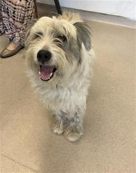 Shelter Stray Male Dog last seen Near BLOCK BLCK FALCON AVE, LONG BEACH, CA 90807, 7700 E Spring St, Long Beach, CA 90815, USA