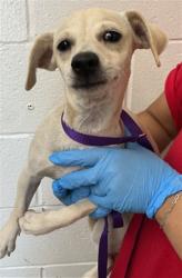 Shelter Stray Male Dog last seen POPLAR AVE X VILLAGE DR, 333 Chandler Pl, San Bernardino, CA 92408, USA