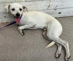 Shelter Stray Male Dog last seen POPLAR AVE X VILLAGE DR, 333 Chandler Pl, San Bernardino, CA 92408, USA