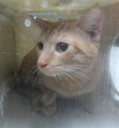 Shelter Stray Male Cat last seen WANDERING NEIGHBORHOOD, 232 Eslinger Way, Sanford, FL 32773, USA