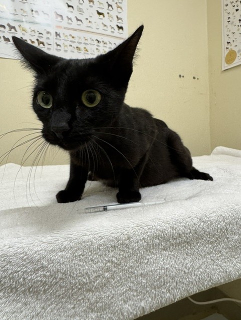 Shelter Stray Female Cat last seen THORNTON, 1950 Stevenson Blvd, Fremont, CA 94538, USA