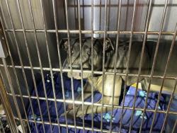 Shelter Stray Female Dog last seen Near BLOCK N 38TH ST, 3839 W Burnham St, West Milwaukee, WI 53215, USA