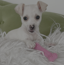 Reunited Female Dog last seen Longview Dr Valley Stream, Valley Stream, NY 11581