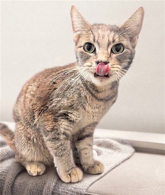 Shelter Stray Female Cat last seen Near BLOCK MERCED WAY, HEMET CA 92545, 581 S Grand Ave, San Jacinto, CA 92582, USA