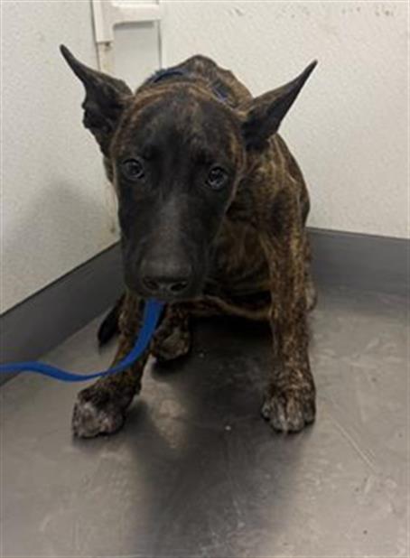 Shelter Stray Female Dog last seen Near BLOCK WILSON AVE, PERRIS CA 92571, 581 S Grand Ave, San Jacinto, CA 92582, USA