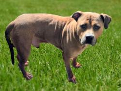 Shelter Stray Male Dog last seen , 14409 Vanowen St, Van Nuys, CA 91405, USA