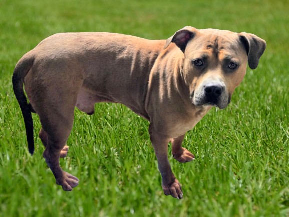 Shelter Stray Male Dog last seen , 14409 Vanowen St, Van Nuys, CA 91405, USA
